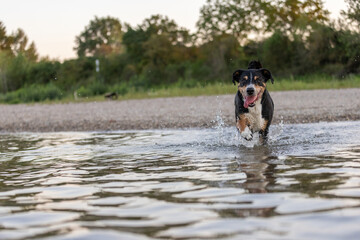 appenzeller mountain dog jumping into water