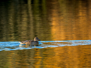 池を泳ぐマガモ