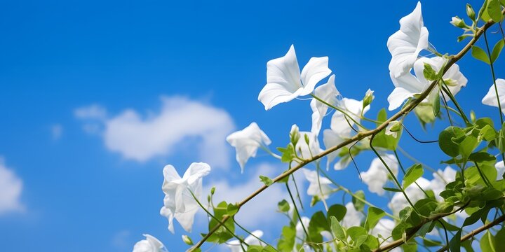 climbing plant bindweed in front of a blue sky