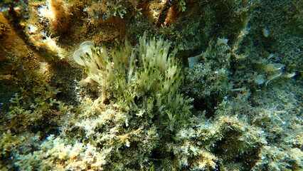 Cyanobacteria marine sludge-weed or brush weed (Symploca hydnoides) undersea, Aegean Sea, Greece, Halkidiki
