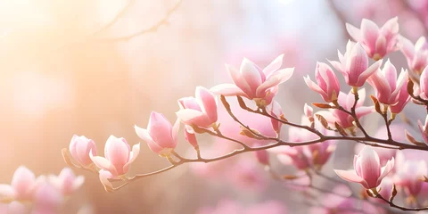 Zelfklevend Fotobehang flowering magnolia blossom on sunny spring background, close-up of beautiful springtime flora, floral easter background concept with copy space © Ziyan Yang