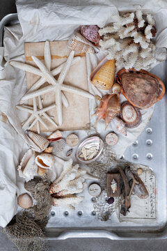 Corals abd Shells