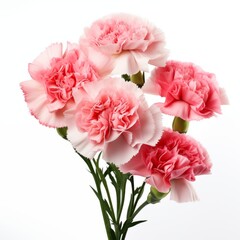Carnations on a white background