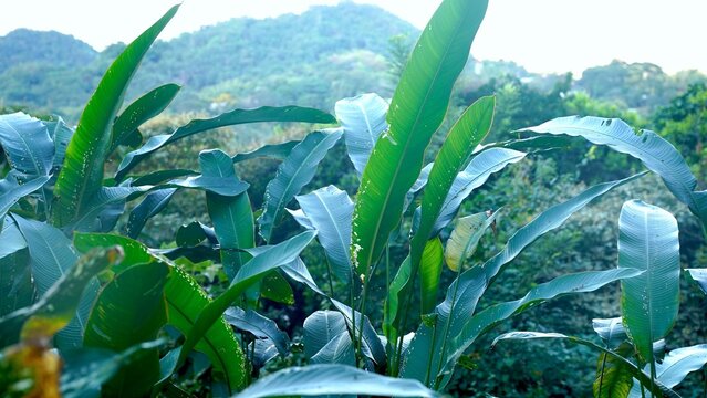 Full Minimal Plants Jungle