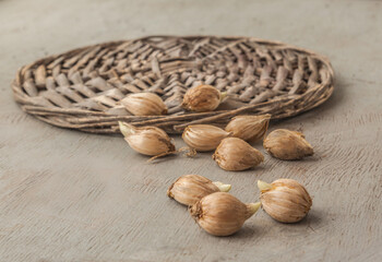 Bulb of Iris reticulata  on  gray table.
