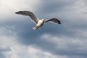 Seagulls, known as Seabird flying over the Greek shore at Aegean Sea, nearby Thessaloniki 