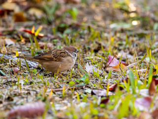 地面を歩くスズメ