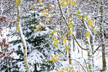 A wonderful winter forest in Bavaria