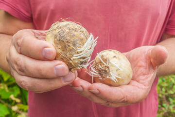 Bulbs of large-flowered Fritillaria in the gardener's hands before planting in the garden.