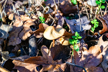 Photography to theme large beautiful poisonous mushroom in forest on leaves background