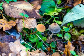Photography to theme large beautiful poisonous mushroom in forest on leaves background
