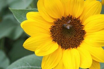 sunflowers blooming beauty nature in garden Thailand