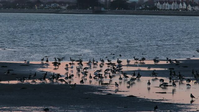 Brent Geese enjoying sunset on the beach