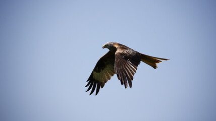 Red kites in the hills of Scotland