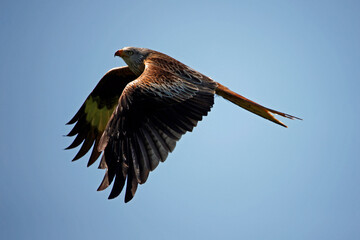 Red kites in the hills of Scotland