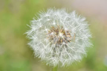 Zelfklevend Fotobehang ふわふわなタンポポの綿毛 © Masaru Masuda