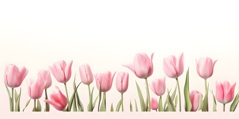 white pink tulip field isolated on white background, close-up from diagonally below, spring concept happy easter - obrazy, fototapety, plakaty