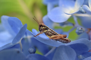 アジサイの花の上のバッタ