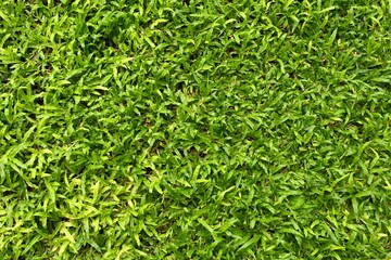 beautiful Top view green  grass
