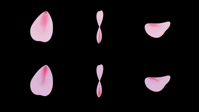 桜の花びら 個別　回転　120Fループ