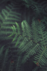 Natural fern wallpaper