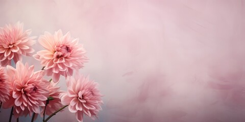 pink chrysanthemum en flowers in front of an empty abstract background