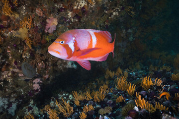 Obraz na płótnie Canvas A bright coloured Red Roman or Seabream fish (Chrysoblephus laticeps) swimming by the reef