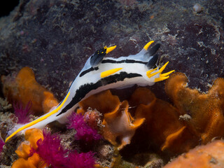 A Crowned nudibranch (Polycera capensis) underwater on the reef with white body and black and yellow markings