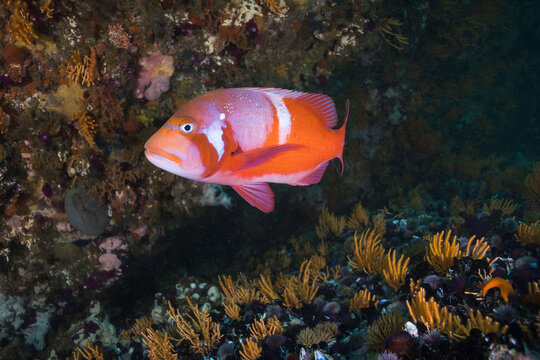 A bright coloured Red Roman or Seabream fish (Chrysoblephus laticeps) swimming by the reef