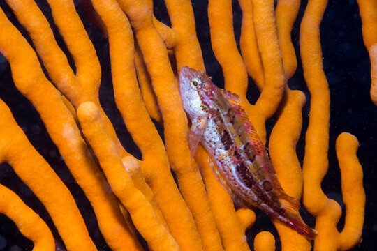A Bluespotted klipfish (Pavoclinus caeruleopunctatus) sitting on a sea fan underwater
