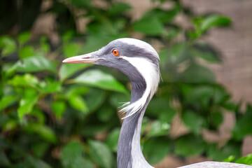 Demoiselle Crane (Anthropoides virgo) Outdoors