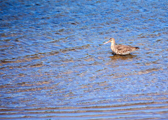 Black-Tailed Godwit (Limosa limosa) Outdoors
