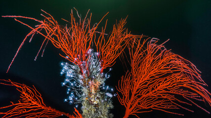 A large Palmate sea fan (Leptogoria palma) with a colony of Tubular hydroids (Tubularia warreni) growing on it underwater