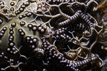 Closeup of a Basket Star fish (Astrocladus euryale) on the reef underwater with a black background