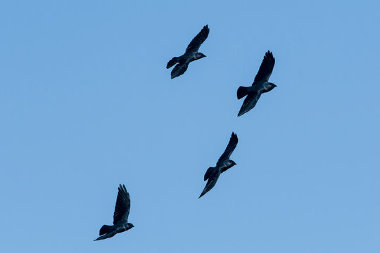 Dohlen im Herbst in Schweden