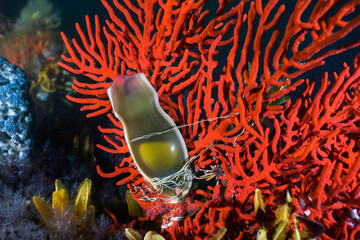 A mermaid's purse or shark egg attached to a sea fan with the embryo visible inside
