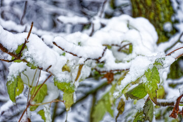 A wonderful winter forest in Bavaria