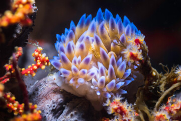 A blue Gas flame nudibranch (Bonisa nakaza) front view of the sea slug on the reef underwater