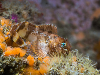 A small Looseskin Blenny (Chalaroderma capito) fish hiding on the reef