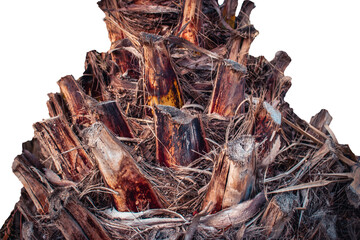 Palm tree trunk on white background. Cracked bark of tropical palm textured tree.