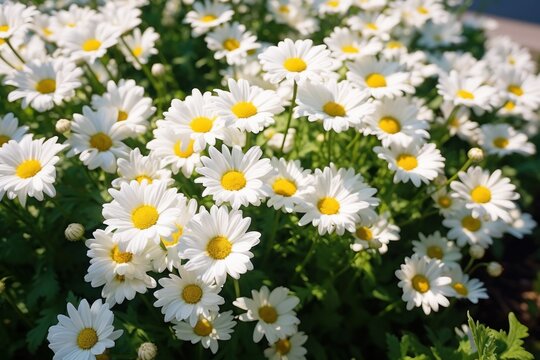  a close up of a bunch of daisies in a field of white and yellow flowers with a blue building in the backgrouund and a blue sky in the background.
