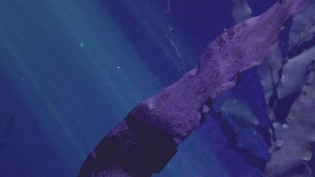 Slow motion underwater videos of algae on the ocean floor