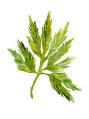 Botanical watercolor illustration of green leaf.