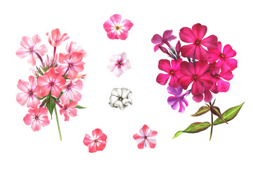Watercolor set illustration of  flowers and bud white, pink, coral phlox in botanical style. Gardening flowers on a white background. Drawing for postcards, stickers, scrapbooking, posters, prints