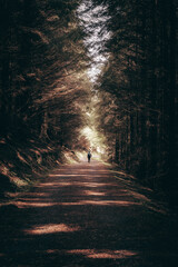 Obraz premium Walking in the woods