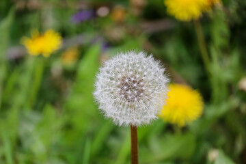 dandilion ready to seed