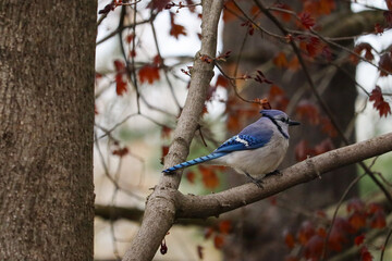 Blue Jay in the Spring