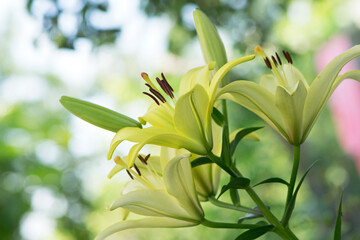 Lilium. white lily field. beautiful lily flower, close-up. delicate white lilies in the garden, in...