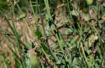 ladybird on a green grass