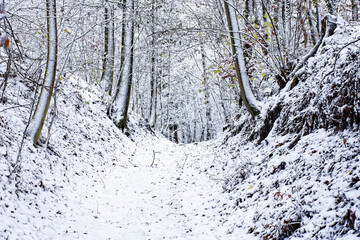 A wonderful winter forest in Bavaria